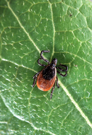 traditional naturopath natural-health-sciences-arizona-lyme-disease-tick-2