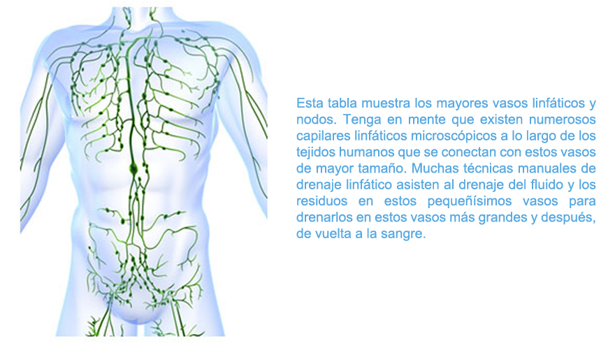 natural-health-sciences-arizona-lymphatic-chart